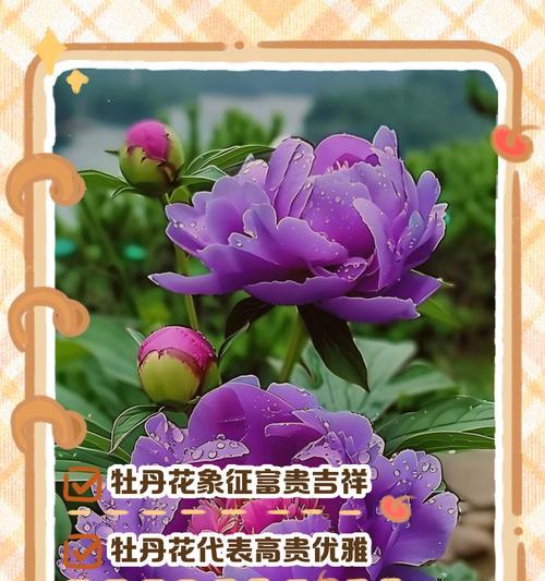 送彩色的花寓意什么含义？不同颜色花的象征意义有哪些？