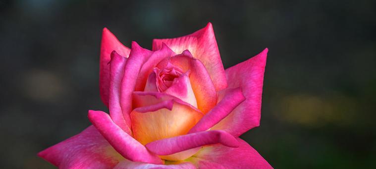 粉红色玫瑰花代表了什么？