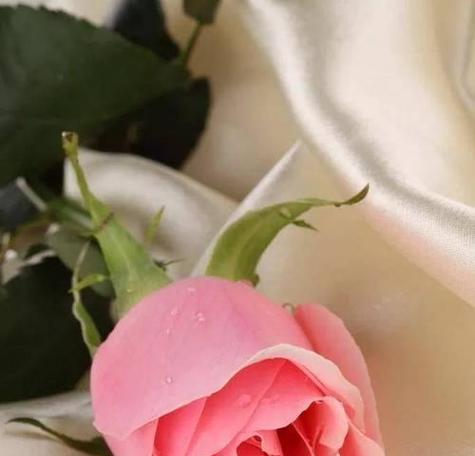 粉红色玫瑰花代表了什么？