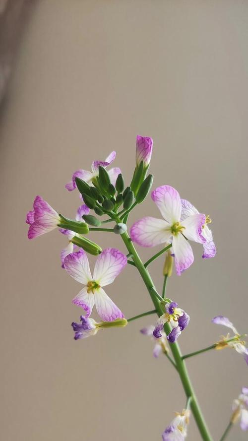 萝卜花代表的爱情含义是什么？萝卜花寓意着什么？