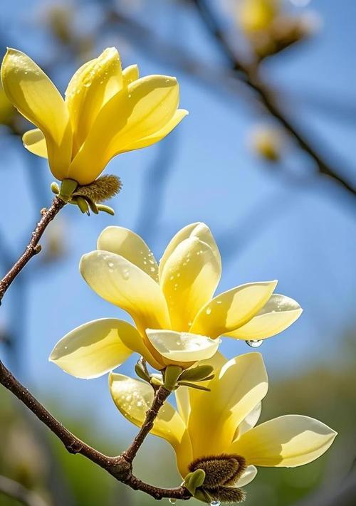 哪些花具有吉祥的寓意？吉祥花的含义是什么？