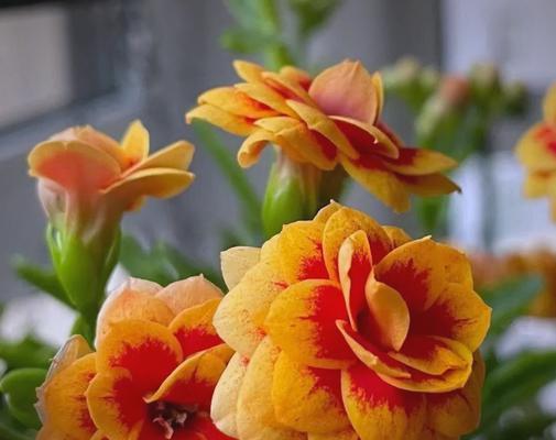 哪些花具有吉祥的寓意？吉祥花的含义是什么？