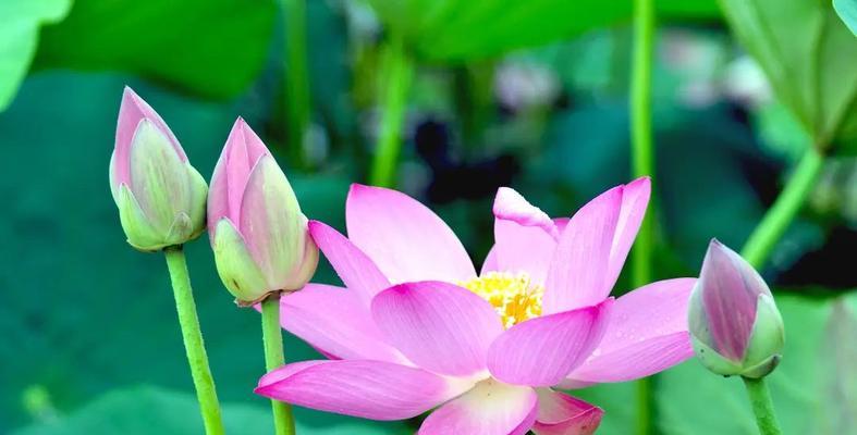 哪些花具有吉祥的寓意？吉祥花的含义是什么？
