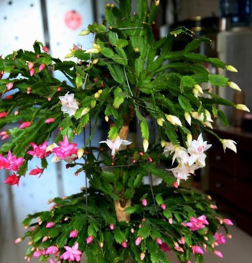 吉祥花有哪些？象征吉祥的花是什么？