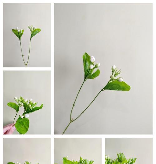 哪种白色花象征着爱情？
