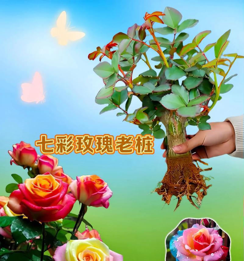 混色玫瑰花代表什么？混色玫瑰的寓意是什么？