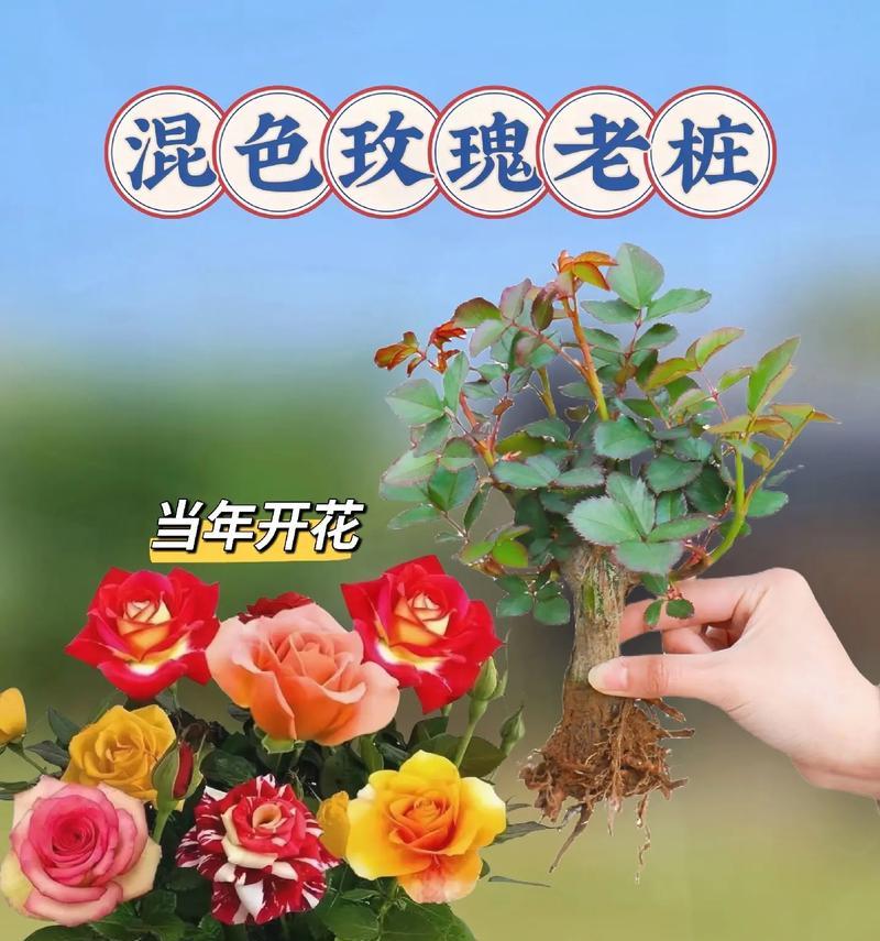 混色玫瑰花代表什么？混色玫瑰的寓意是什么？