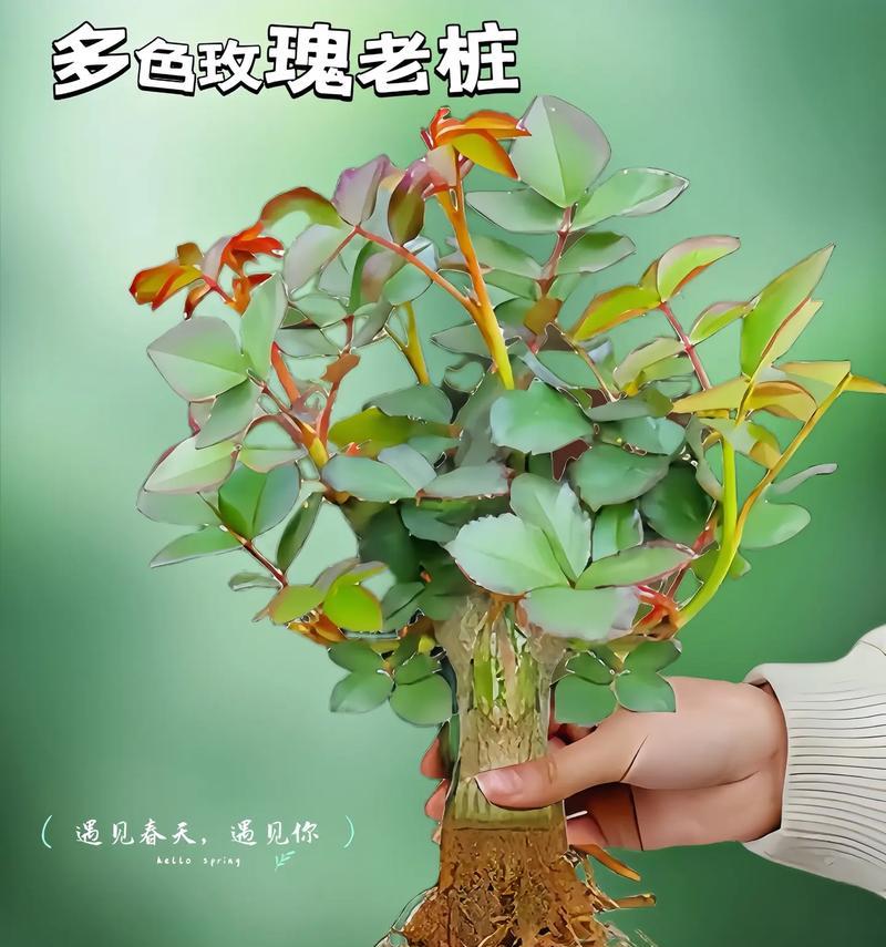 混色玫瑰花代表什么？混色玫瑰的寓意是什么？