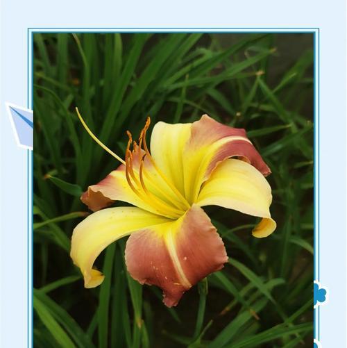 花的花色通常寓意着什么？它们代表了哪些情感？