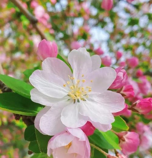 花的花色通常寓意着什么？它们代表了哪些情感？