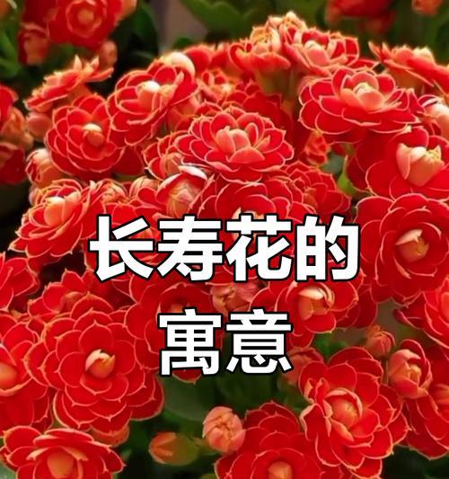 哪种花象征幸福快乐？