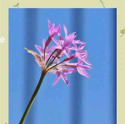 蓝色横幅代表的花是什么？它的寓意有哪些？