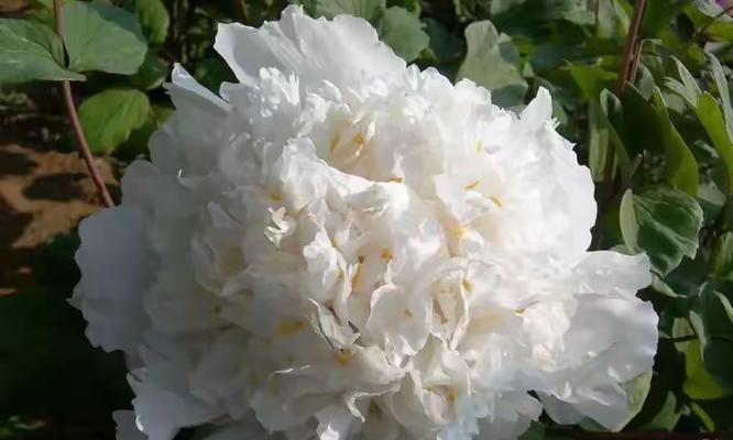 白色牡丹花代表什么？它的花语有何深意？