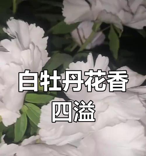 白色牡丹花代表什么？它的花语有何深意？