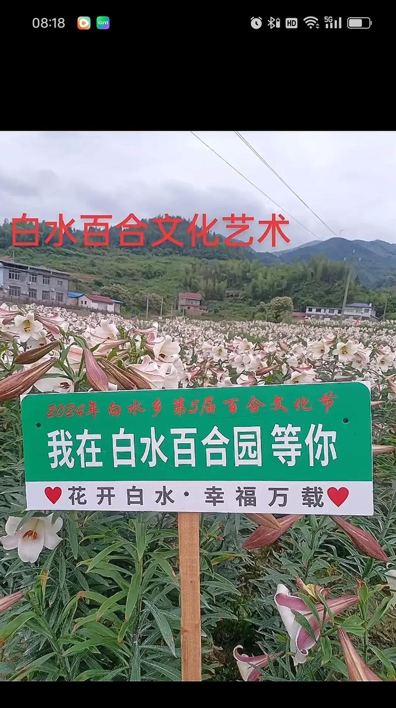 白色花代表友情吗？白色花的友情寓意是什么？