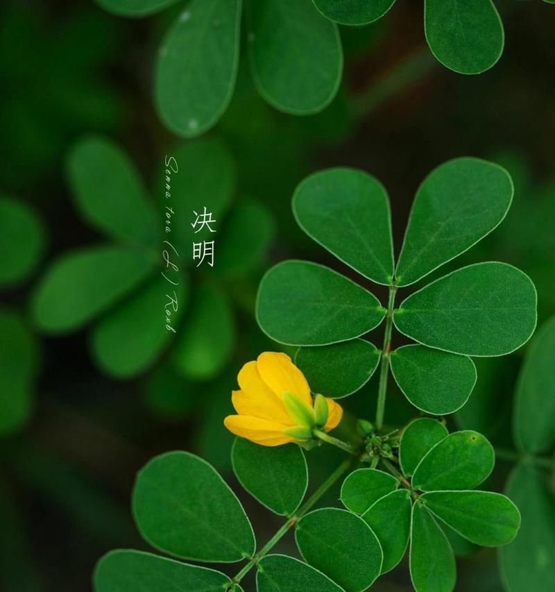 哪些绿色的花象征着思念？它们的花语是什么？