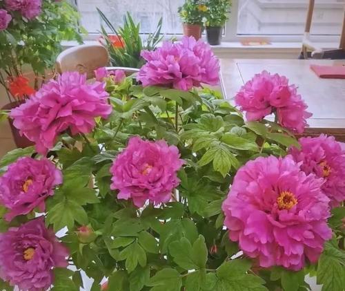 富贵花送人代表什么？它们的寓意有哪些？