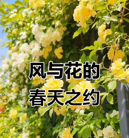 春天有哪些浪漫的花语？
