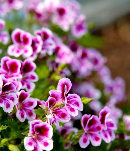 反季节花卉有什么特别含义？如何选择反季节花？