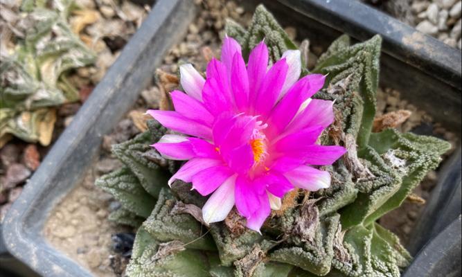 反季节花卉有什么特别含义？如何选择反季节花？
