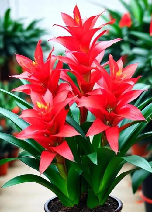 哪种花象征着红火、吉祥和顺利？