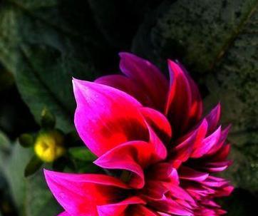 粉色花的花语：大丽花甜蜜花语大全是什么？