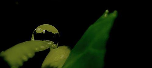 绿色水晶花寓意何在？花语有哪些特别之处？