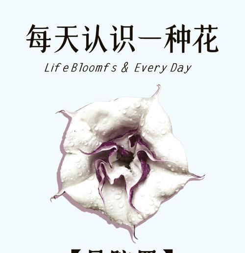 花的颜色代表什么含义？不同颜色的花象征着什么？