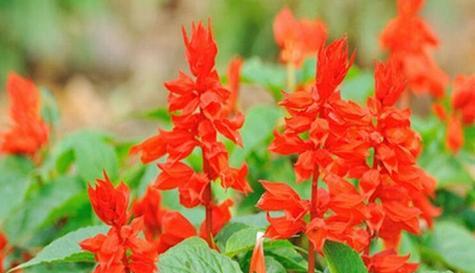 红色花魂的花语是什么？如何用红色花魂表达热情？