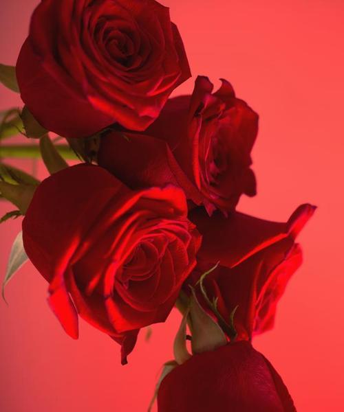红色花魂的花语是什么？如何用红色花魂表达热情？