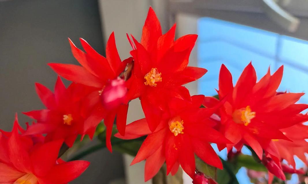 红色花魂的花语是什么？如何用红色花魂表达热情？