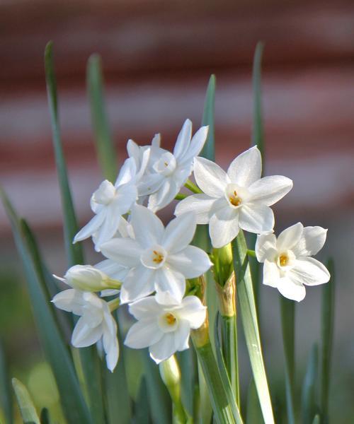 水仙花寓意平安的花？它在文化中代表什么？