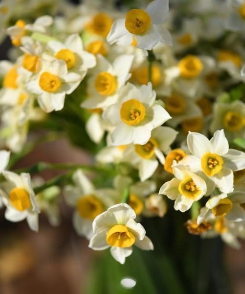 水仙花寓意平安的花？它在文化中代表什么？