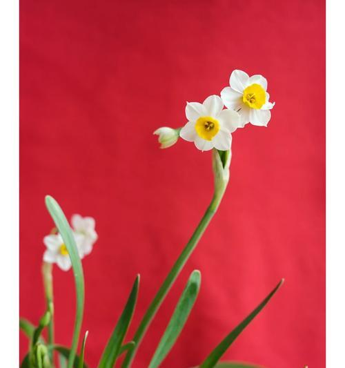 水仙花寓意平安的花？它在文化中代表什么？