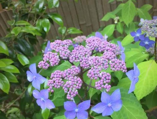紫阳花不同颜色有何寓意？它们象征什么？