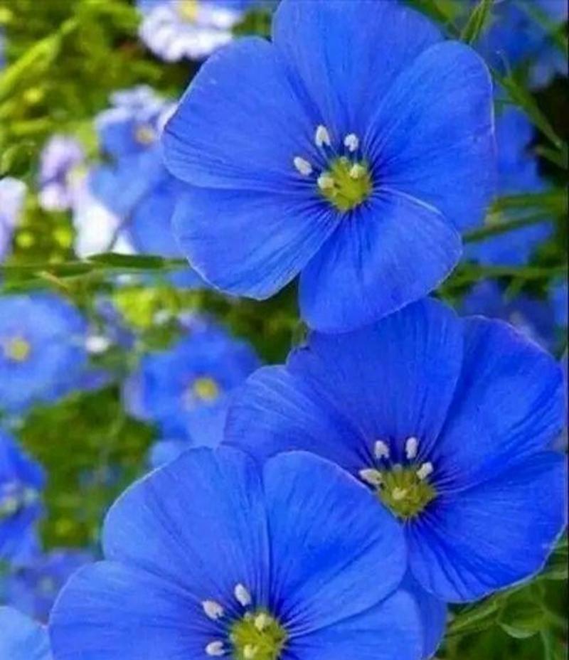 送蓝色花代表什么意义？蓝色花的寓意是什么？