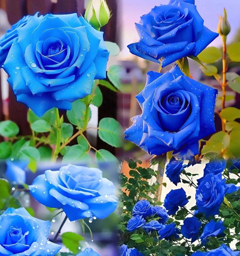结婚时送蓝色花象征什么？蓝色花的特别含义是什么？