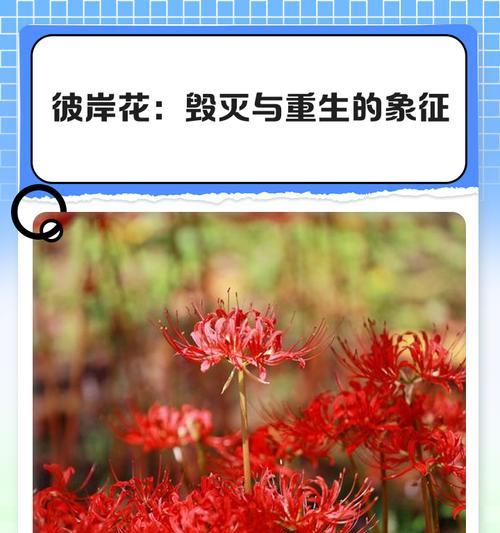 红色彼岸花的象征意义是什么？它在文化中扮演什么角色？