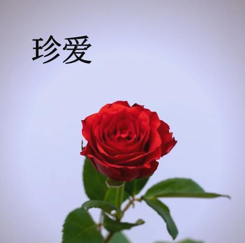 花语鸿运玫瑰是什么意思？鸿运玫瑰代表什么？
