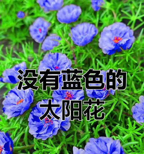 向日葵与蓝色花搭配有何特殊寓意？
