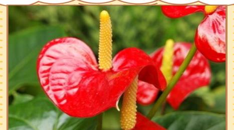 寓意吉祥幸福快乐的花有哪些？这些花如何带来好运？