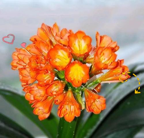 寓意吉祥幸福快乐的花有哪些？这些花如何带来好运？
