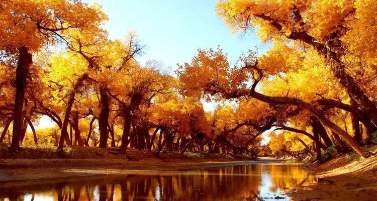 黄色枫林花代表什么？花语和寓意有哪些？