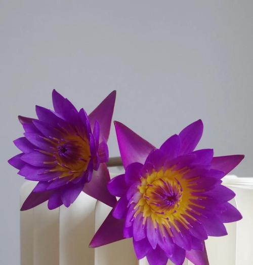 紫色花语花瓶代表什么？