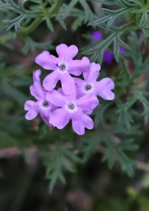 紫色花语花瓶代表什么？
