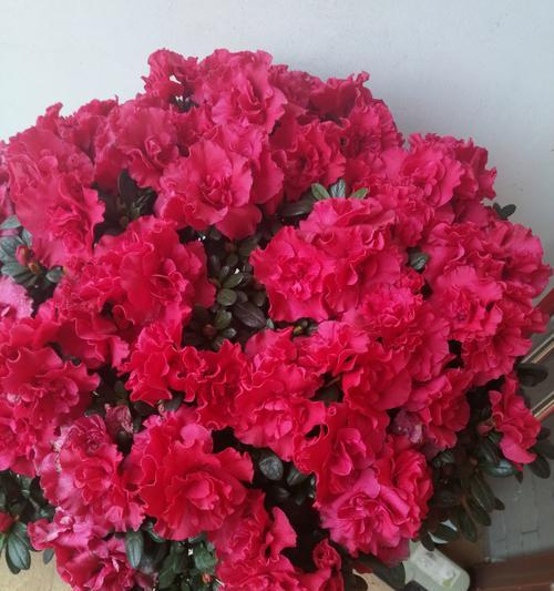 杜鹃花象征忠贞的爱情吗？如何用杜鹃花表达爱意？
