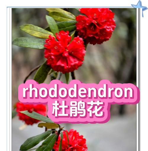 杜鹃花象征忠贞的爱情吗？如何用杜鹃花表达爱意？