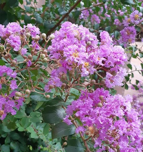 紫色象征胜利的花是什么？有何象征意义？