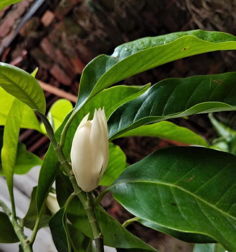 白色花有哪些寓意？