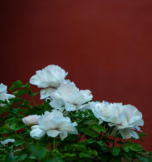 白色花有哪些寓意？